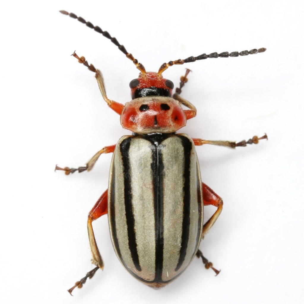 Striped Willow Leaf Beetle