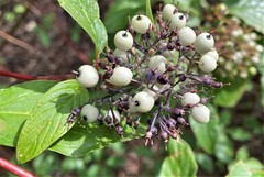Cornus sericea occidentalis