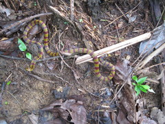 Micrurus langsdorffi