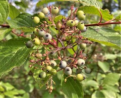 Cornus sericea occidentalis
