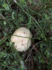 Amanita russuloides