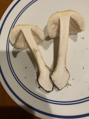 Amanita russuloides