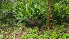 Tapirus