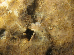 Corambe