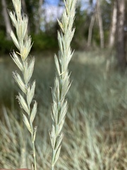 Elymus lanceolatus lanceolatus