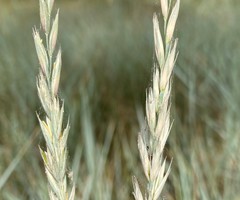 Elymus lanceolatus lanceolatus