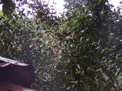 Citrus