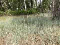 Elymus lanceolatus lanceolatus