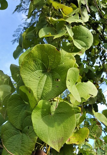 Dioscorea sambiranensis subsp. sambiranensis image