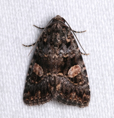 Condica macrosema