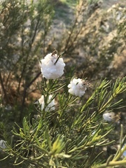 Baccharis linearis
