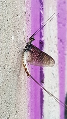 Ephemera danica