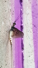 Ephemera danica