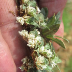 Gossypianthus lanuginosus