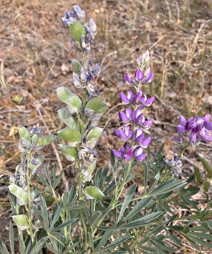 amphibious lupine (Lupinus amphibius)