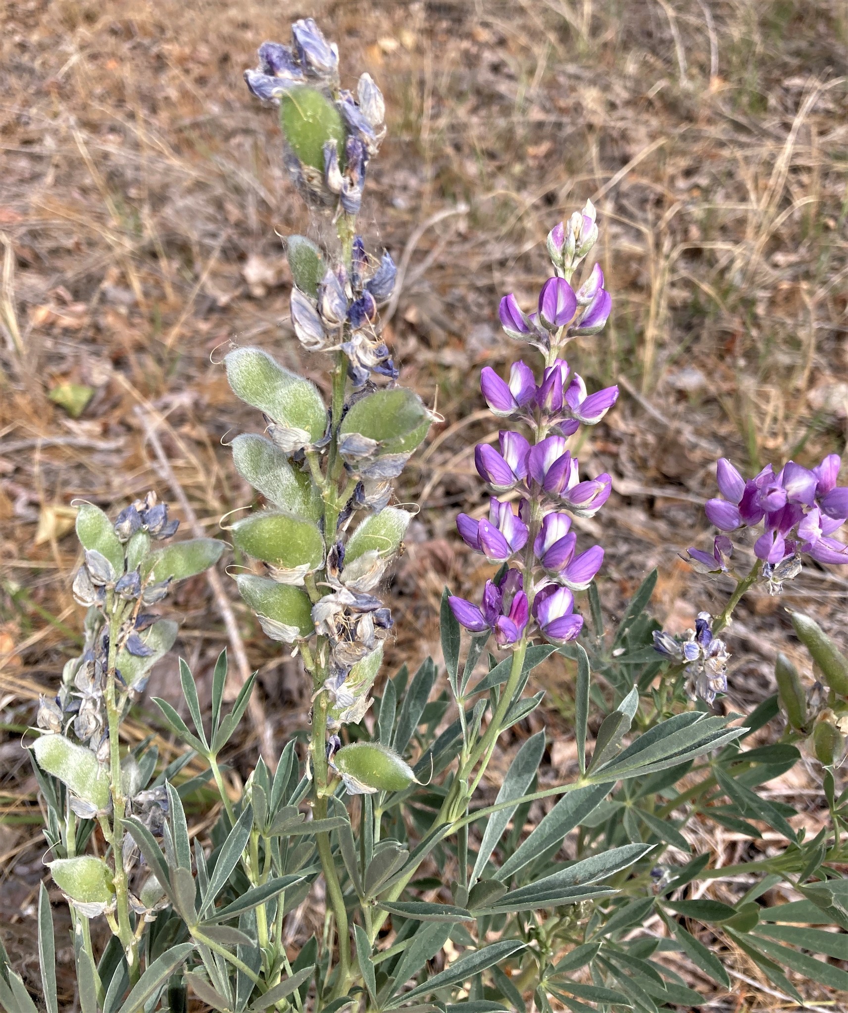 Lupinus amphibius