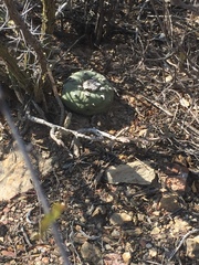 Lophophora diffusa