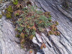 Oxytropis montana