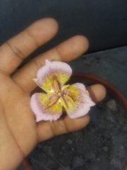 Calochortus plummerae