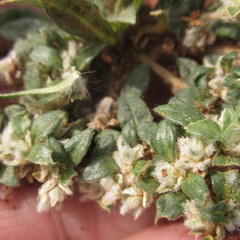 Gossypianthus lanuginosus