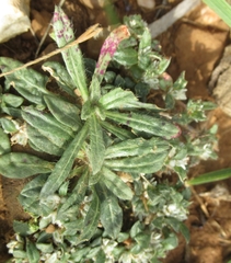 Gossypianthus lanuginosus