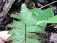 Lindsaea falcata