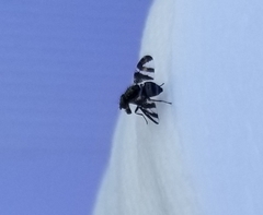 Dyscrasis hendeli