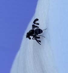 Dyscrasis hendeli