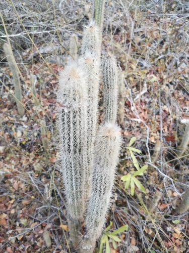 Image of Pilosocereus purpusii by (c) Juan Carlos Pérez Magaña, some rights reserved (CC BY-SA)
