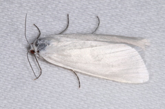 Scirpophaga