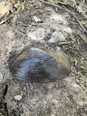 Hyridella drapeta