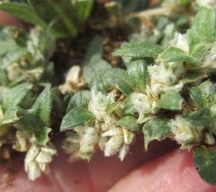 Gossypianthus lanuginosus