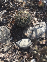 Coryphantha cornifera