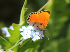 Lycaena ochimus