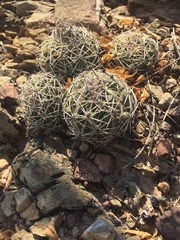 Coryphantha radians