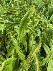 Nephrolepis flexuosa