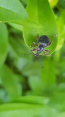 Otiorhynchus clavipes