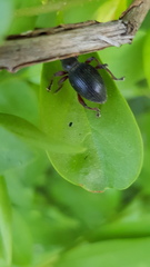 Otiorhynchus clavipes