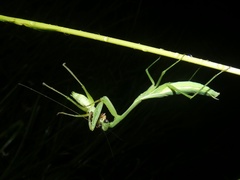 Stagmomantis nahua