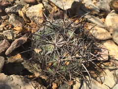 Coryphantha cornifera