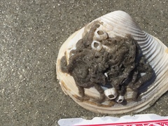 Phragmatopoma caudata