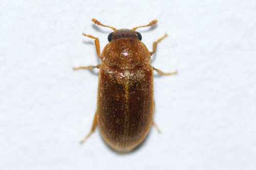 Raspberry Fruitworm Beetle photo 4