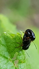 Coleoptera