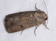 Spodoptera exempta