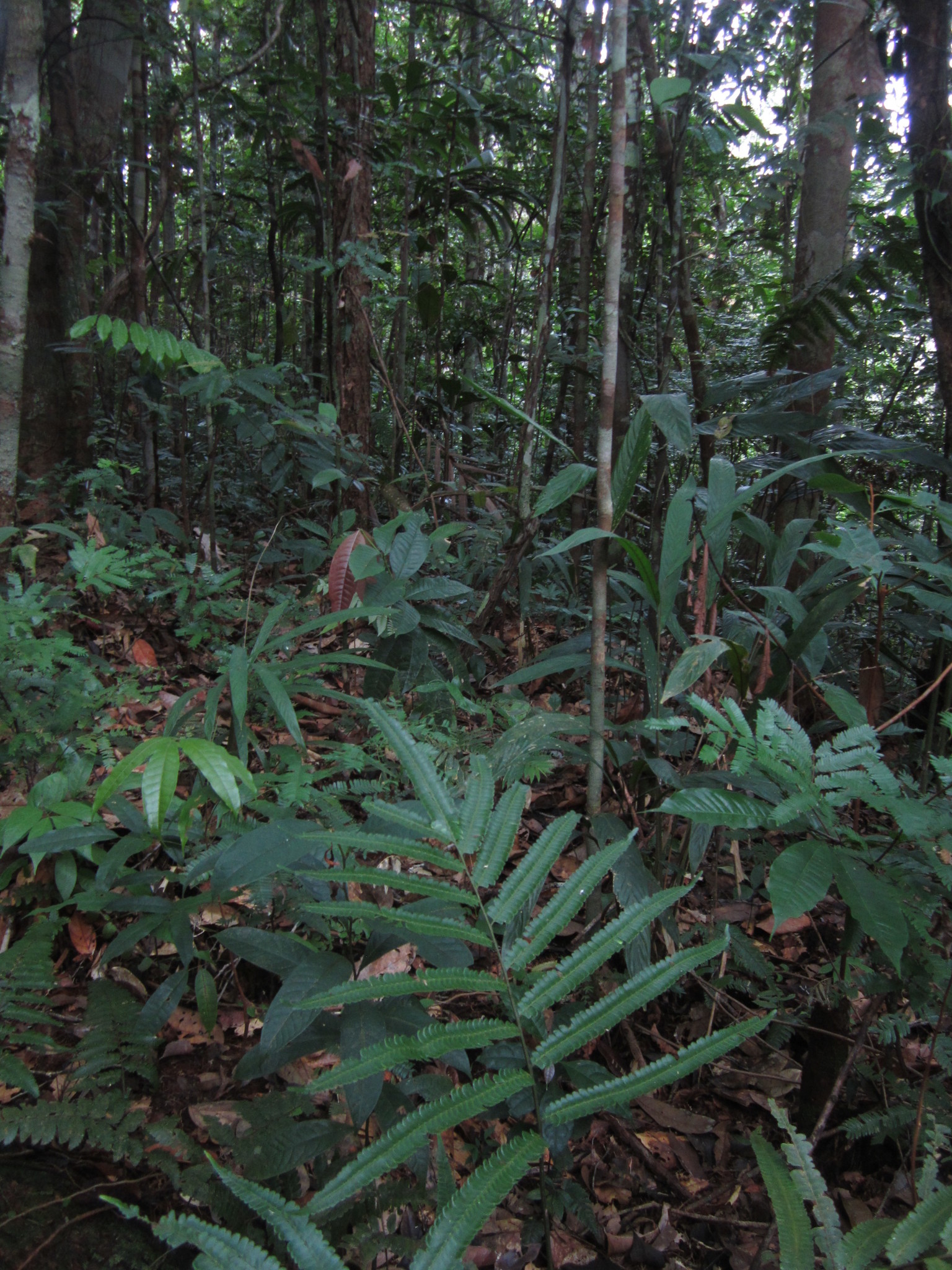 Lindsaea guianensis