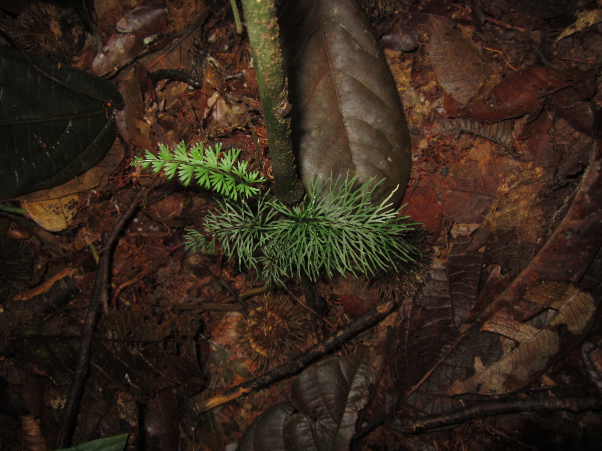 Lindsaea digitata image