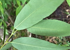 Salix prolixa