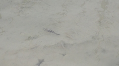 Poecilia latipinna