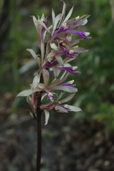 Cremastra appendiculata variabilis