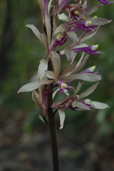 Cremastra appendiculata variabilis